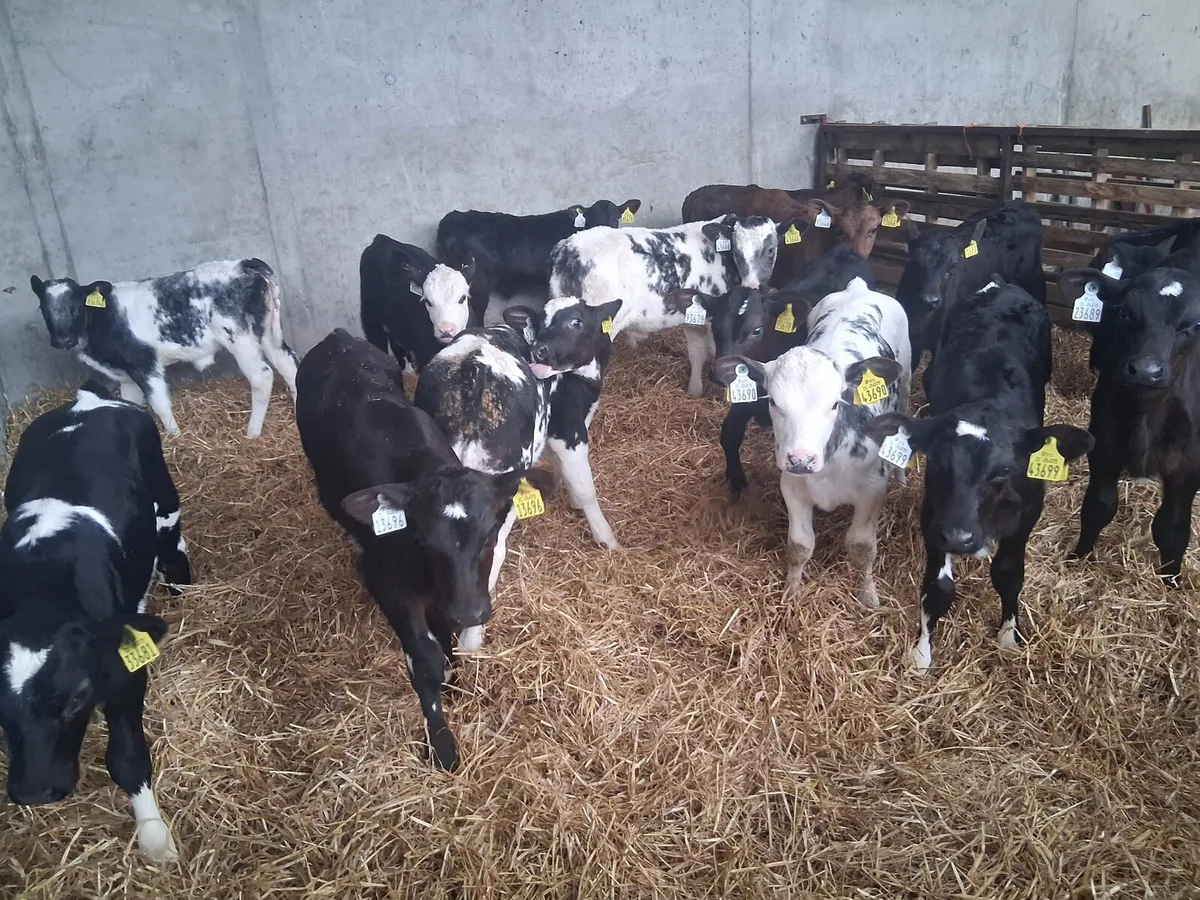 Calves for Sale - Image 2
