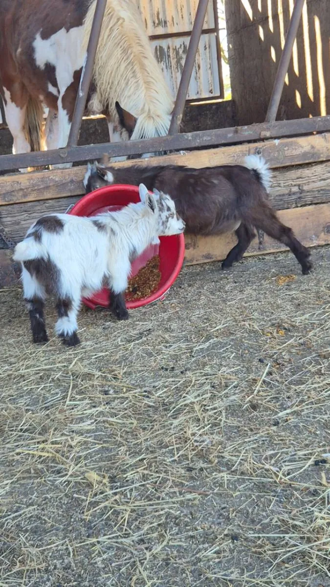 Purebreed pygyms pucks - Image 2