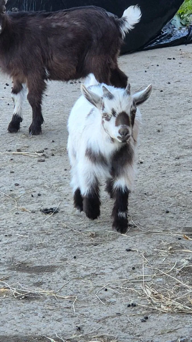 Purebreed pygyms pucks - Image 1