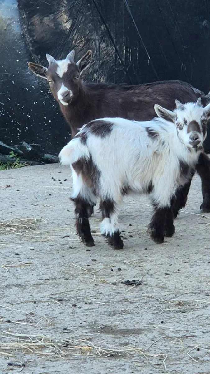 Purebreed pygyms pucks - Image 3