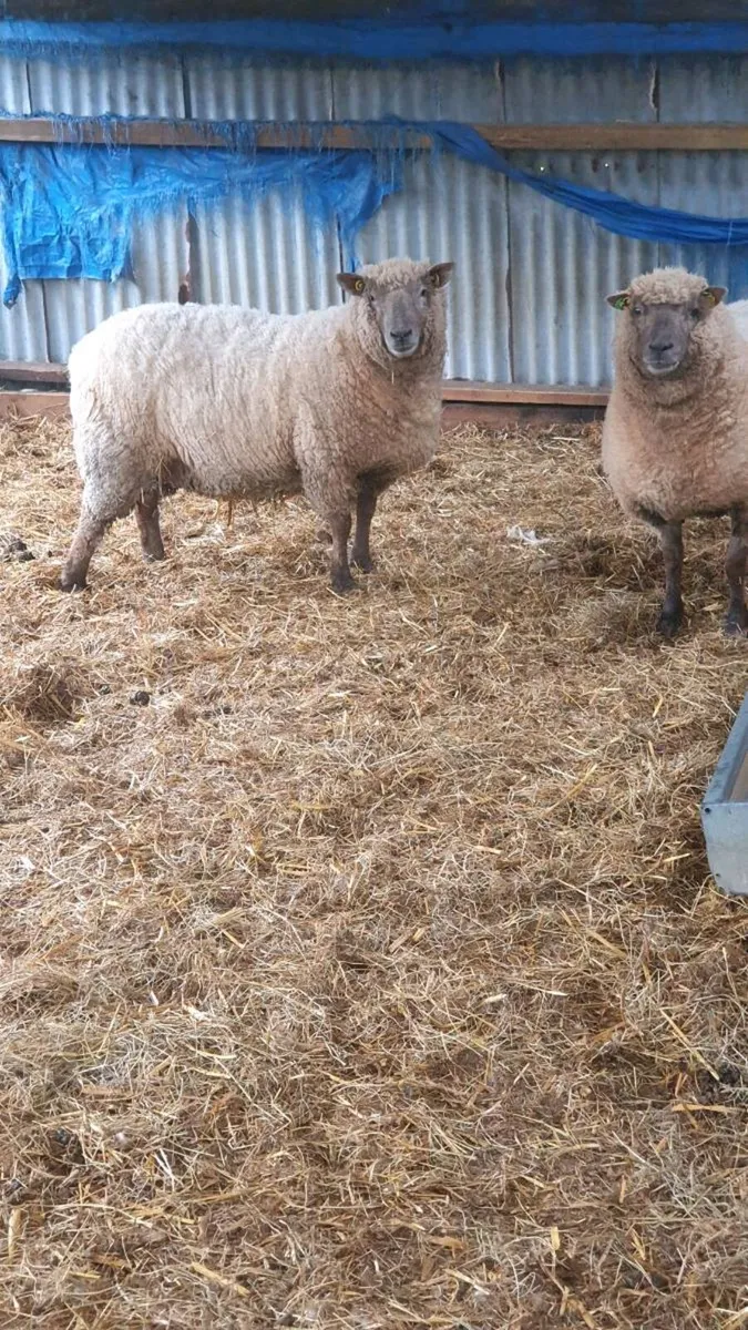 7 purebred registered vendeen ewes genuine sheep - Image 1