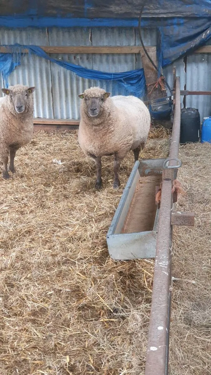 7 purebred registered vendeen ewes genuine sheep - Image 2