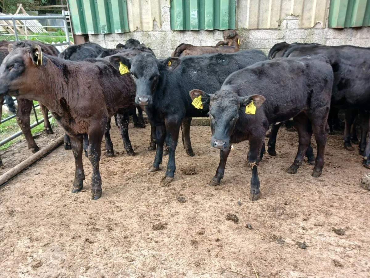 14 AA weaned heifer's - Image 1