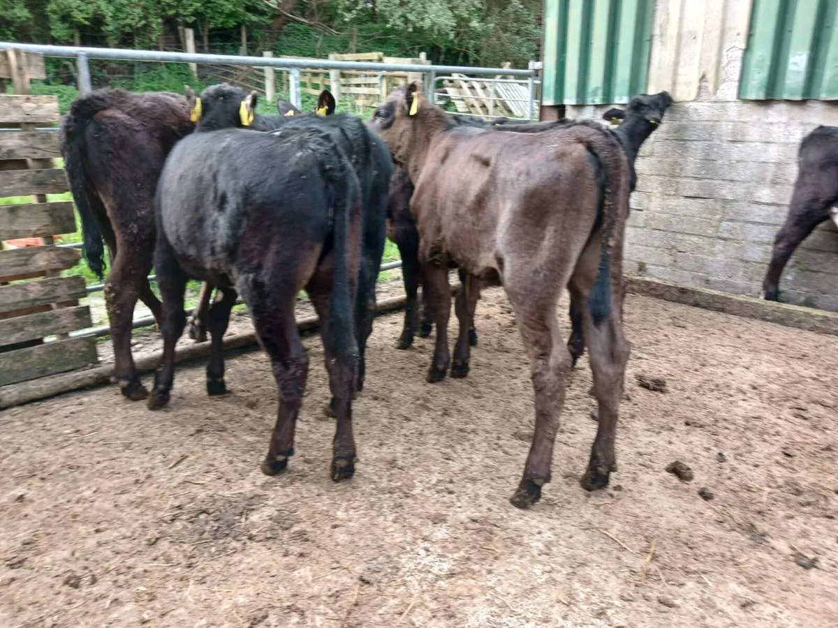 14 AA weaned heifer's - Image 3