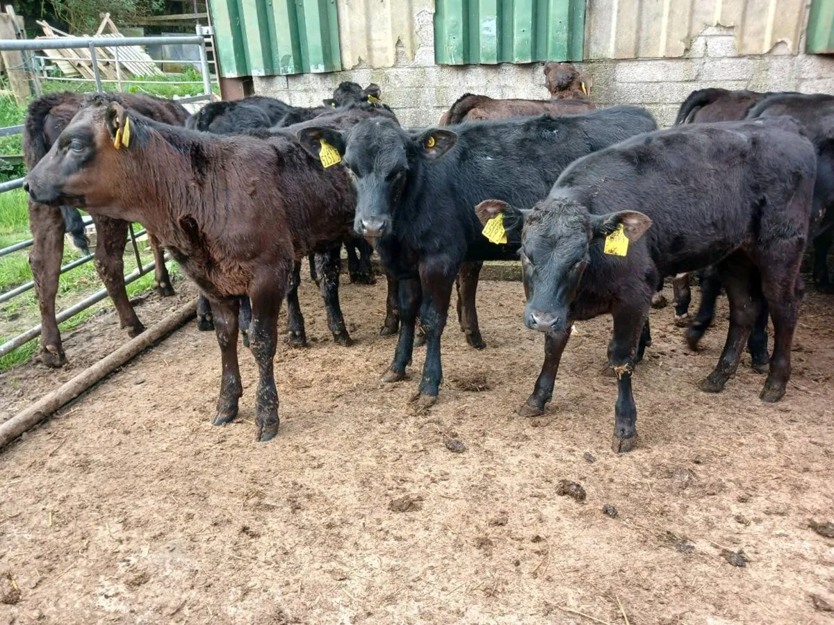 14 AA weaned heifer's - Image 2