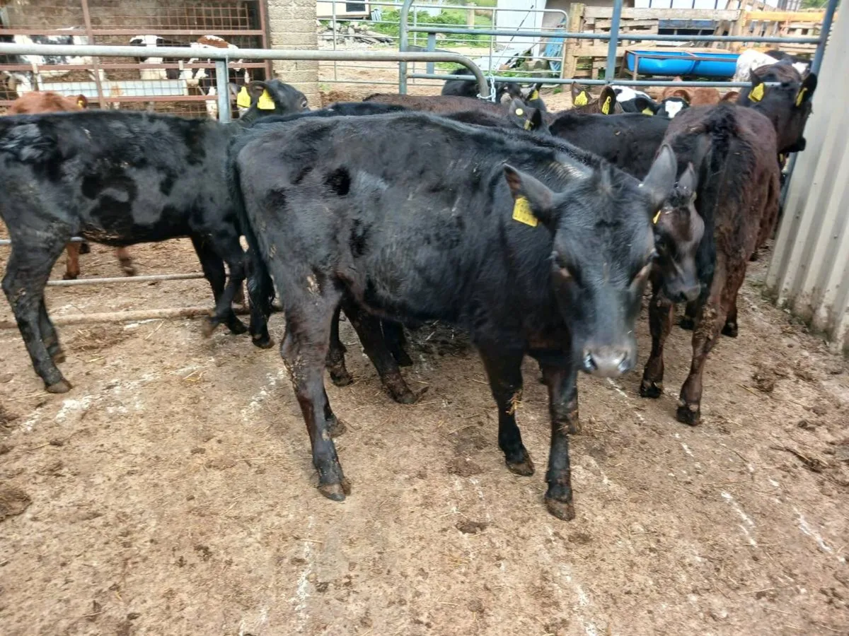 14 AA weaned heifer's - Image 4