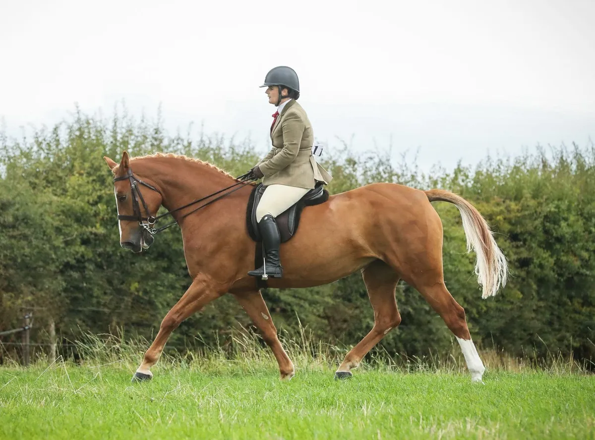 Schooling/Sales Livery - Image 3