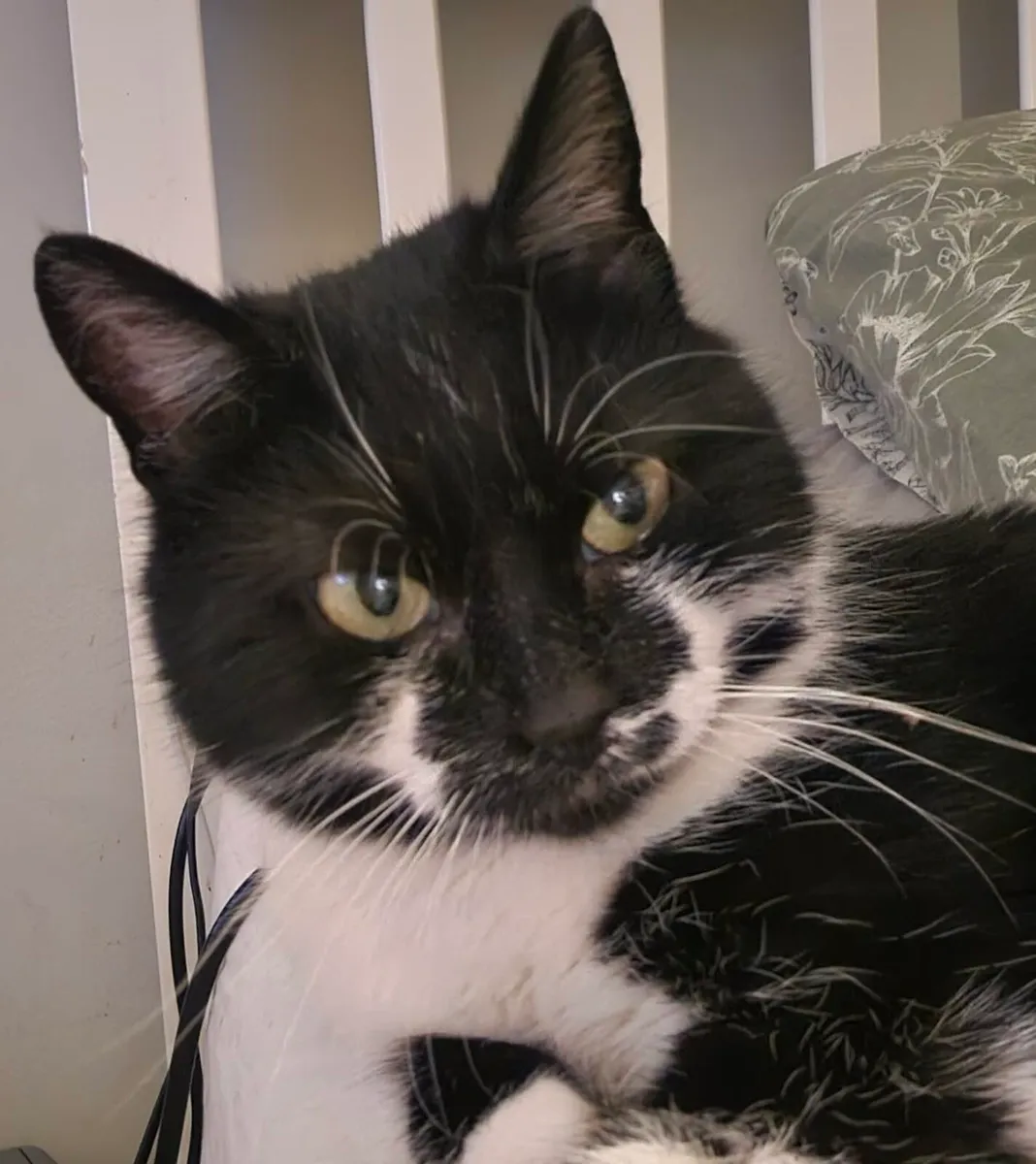Catstrust adoption and protection. Rescued . - Image 4