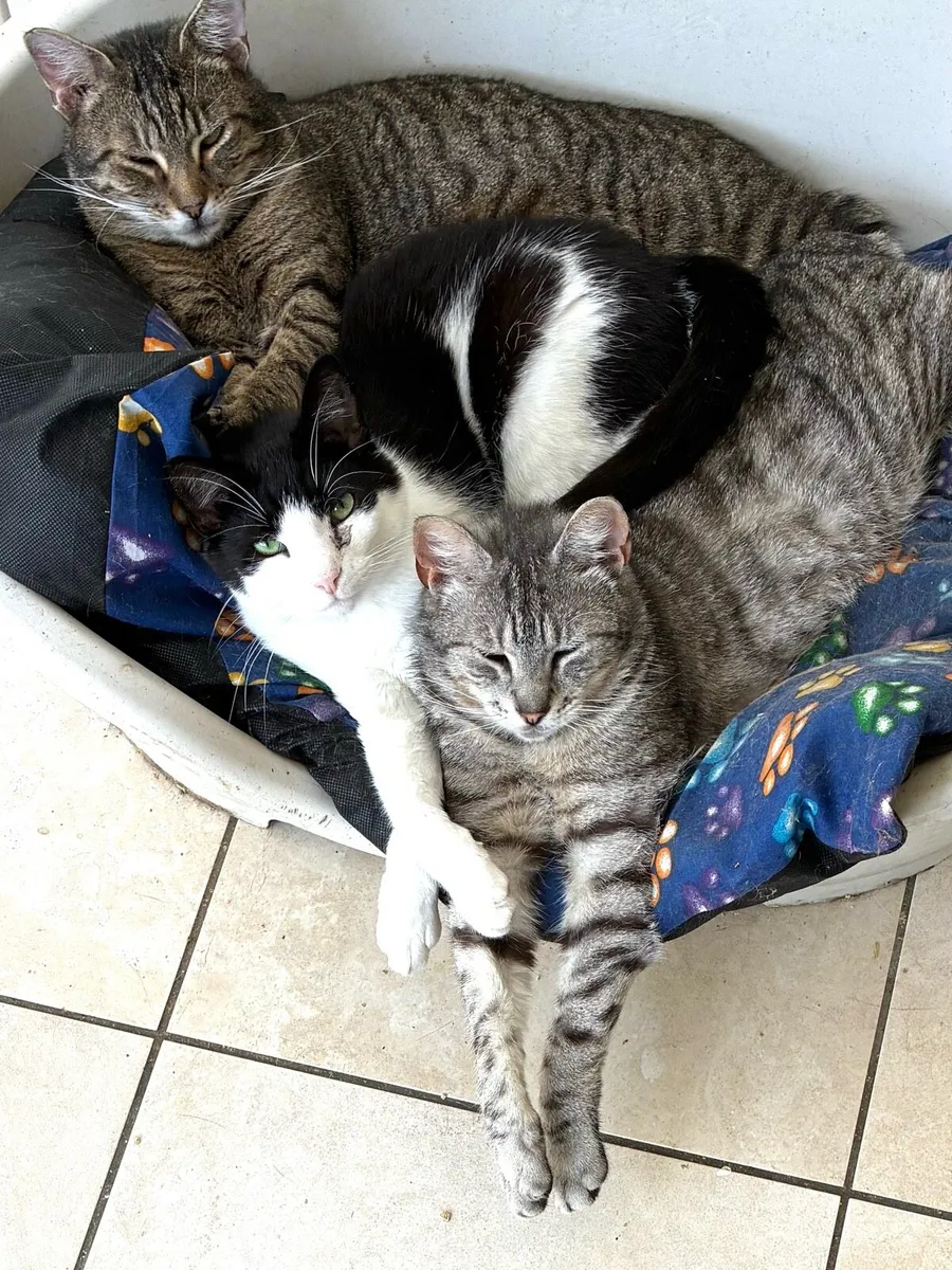Catstrust adoption and protection. Rescued . - Image 4