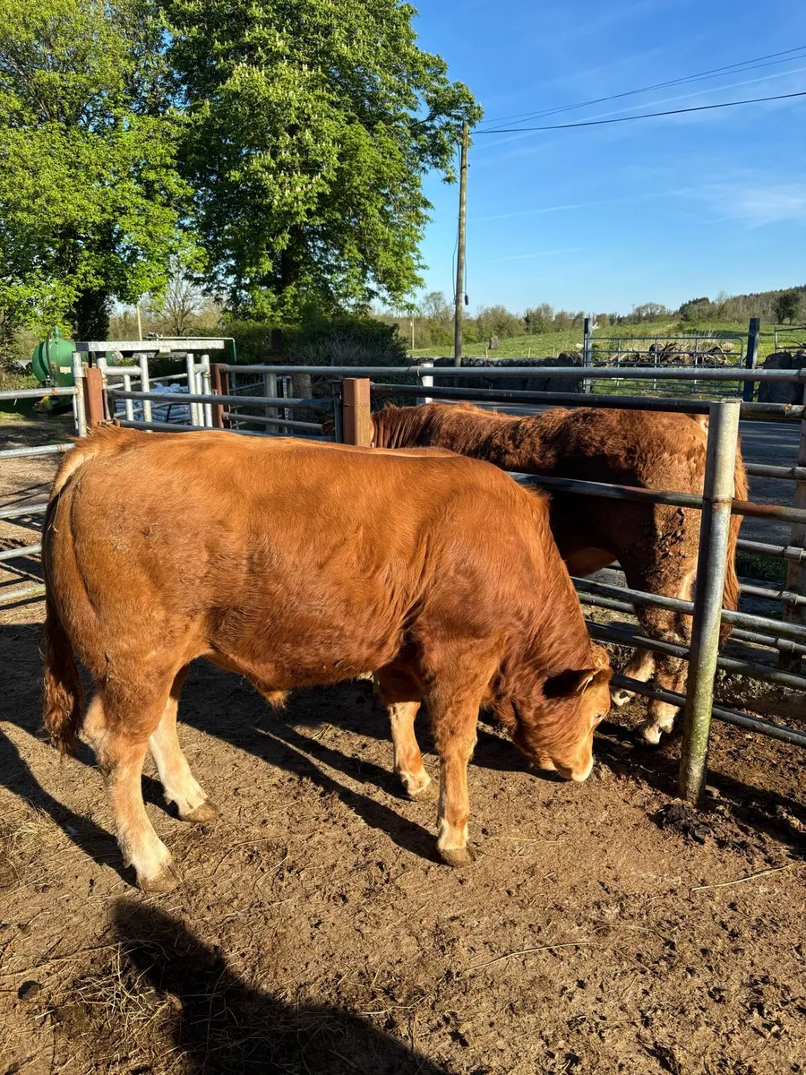 Limousin Bull - Image 2