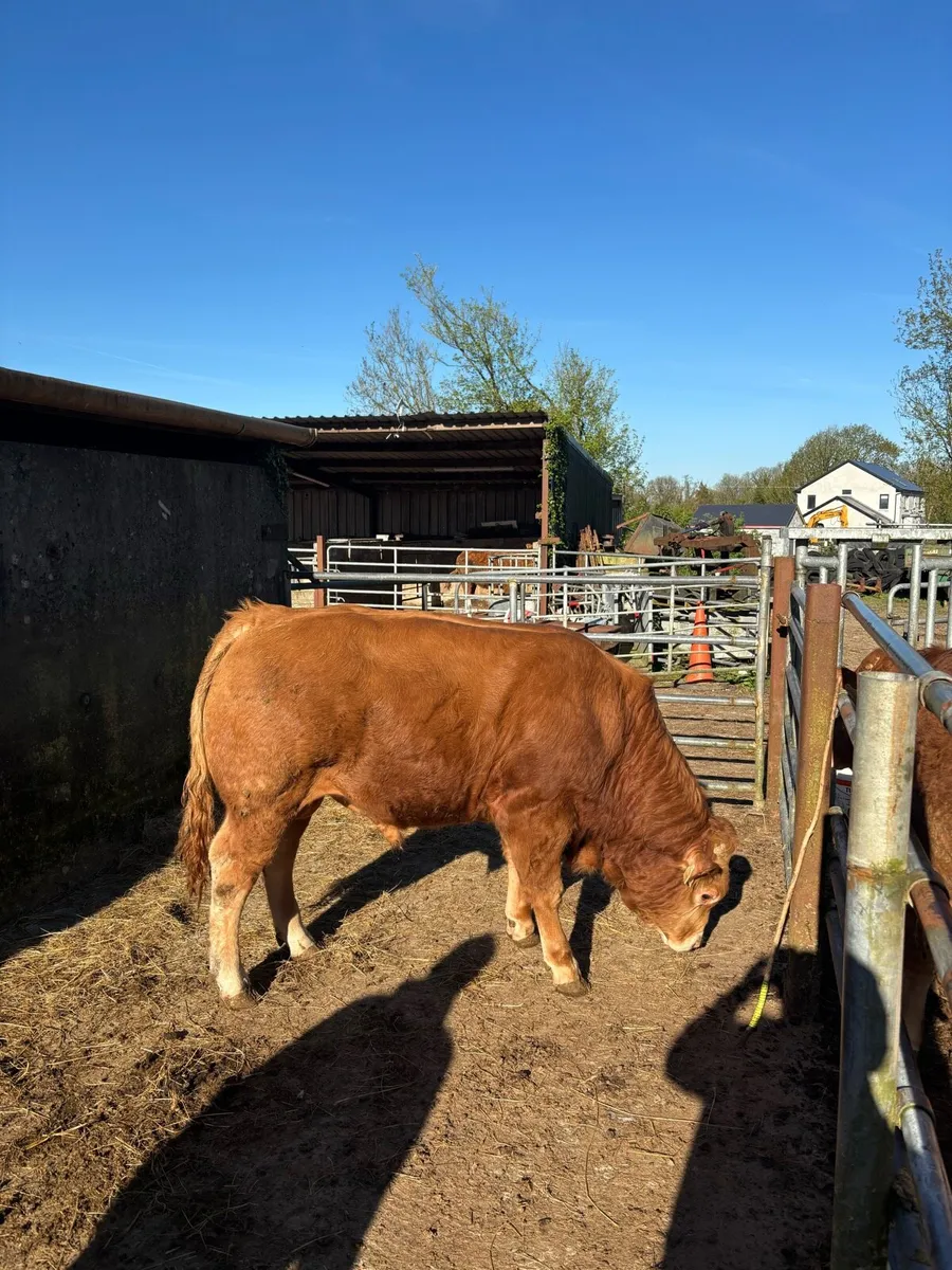 Limousin Bull - Image 1