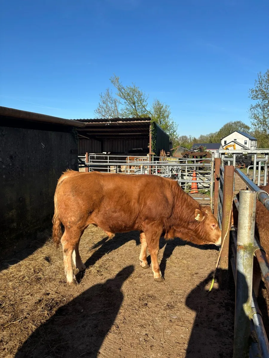 Limousin Bull - Image 3