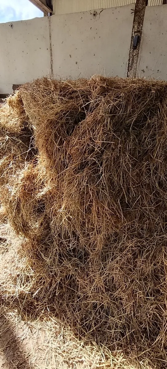 Horse hay extremely good quality - Image 1