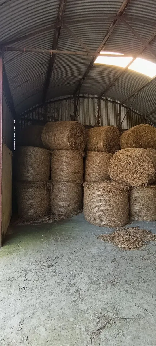 Horse hay extremely good quality - Image 2