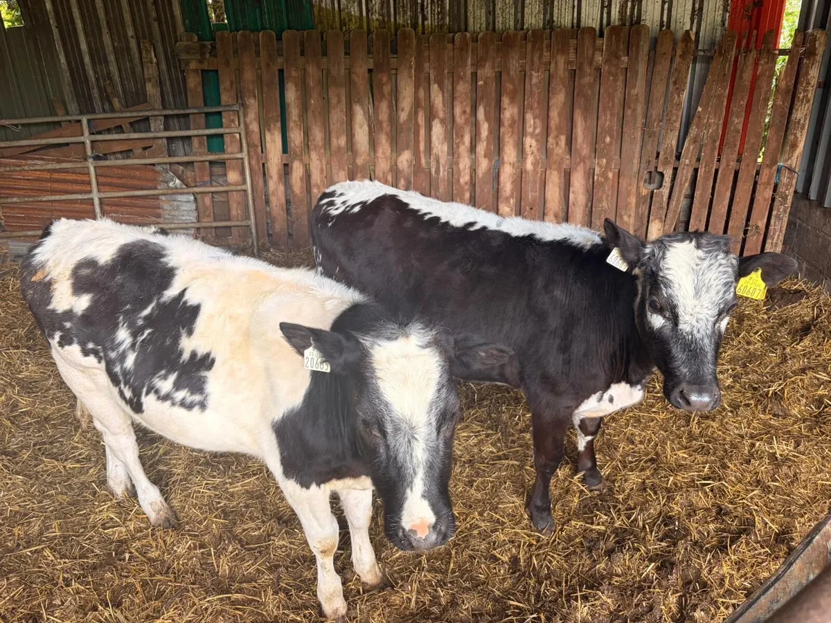 2 Blue Heifer Weanlings - Image 4
