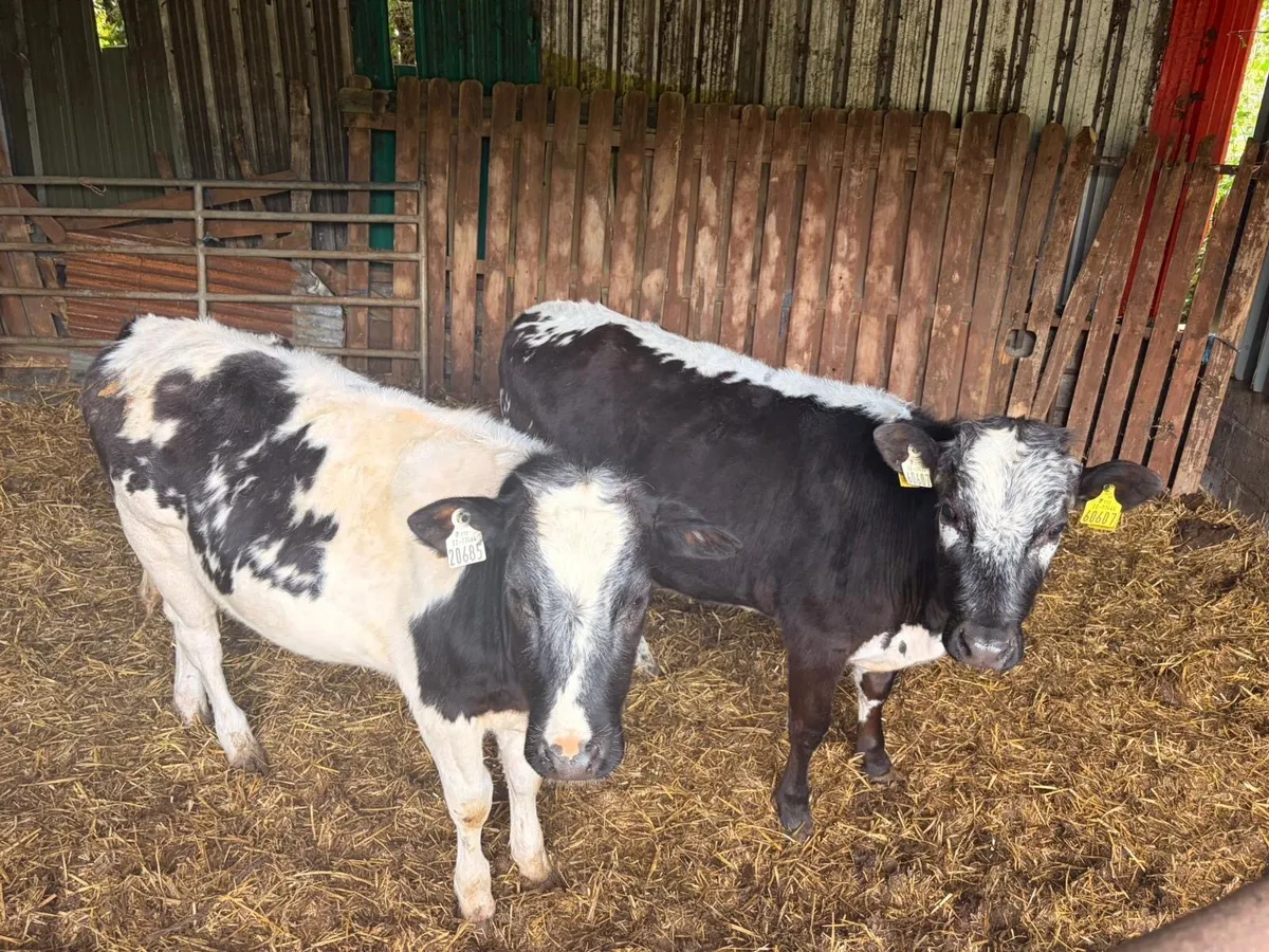 2 Blue Heifer Weanlings - Image 1
