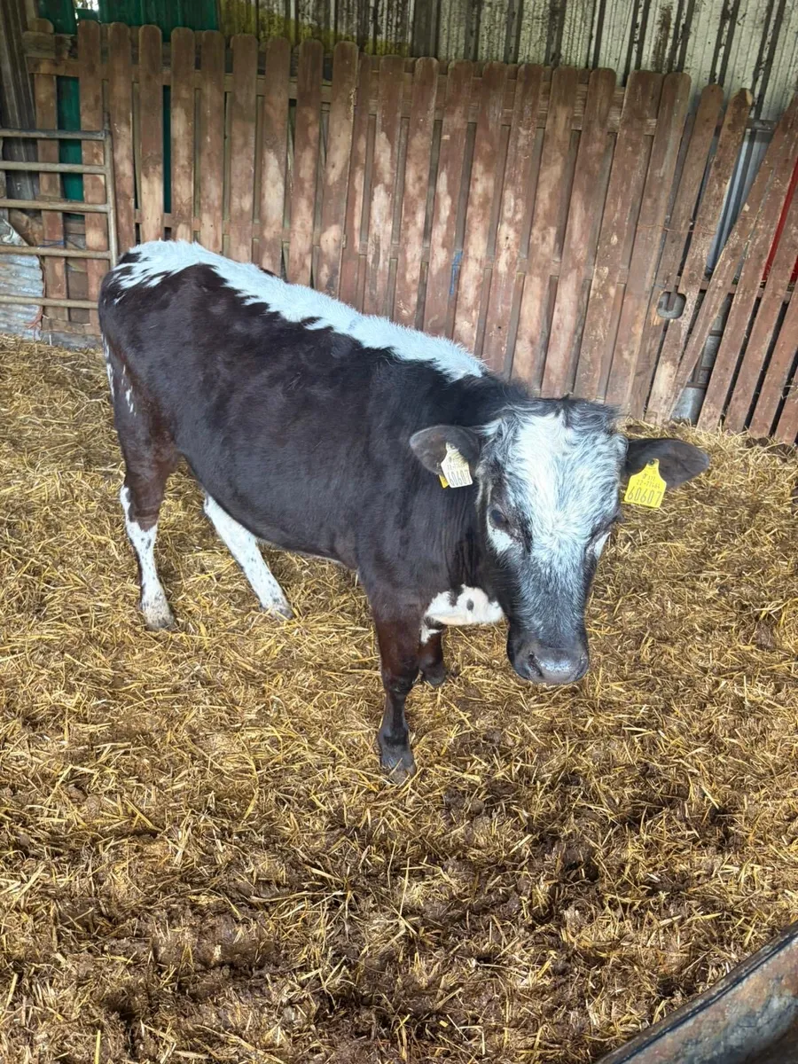 2 Blue Heifer Weanlings - Image 2