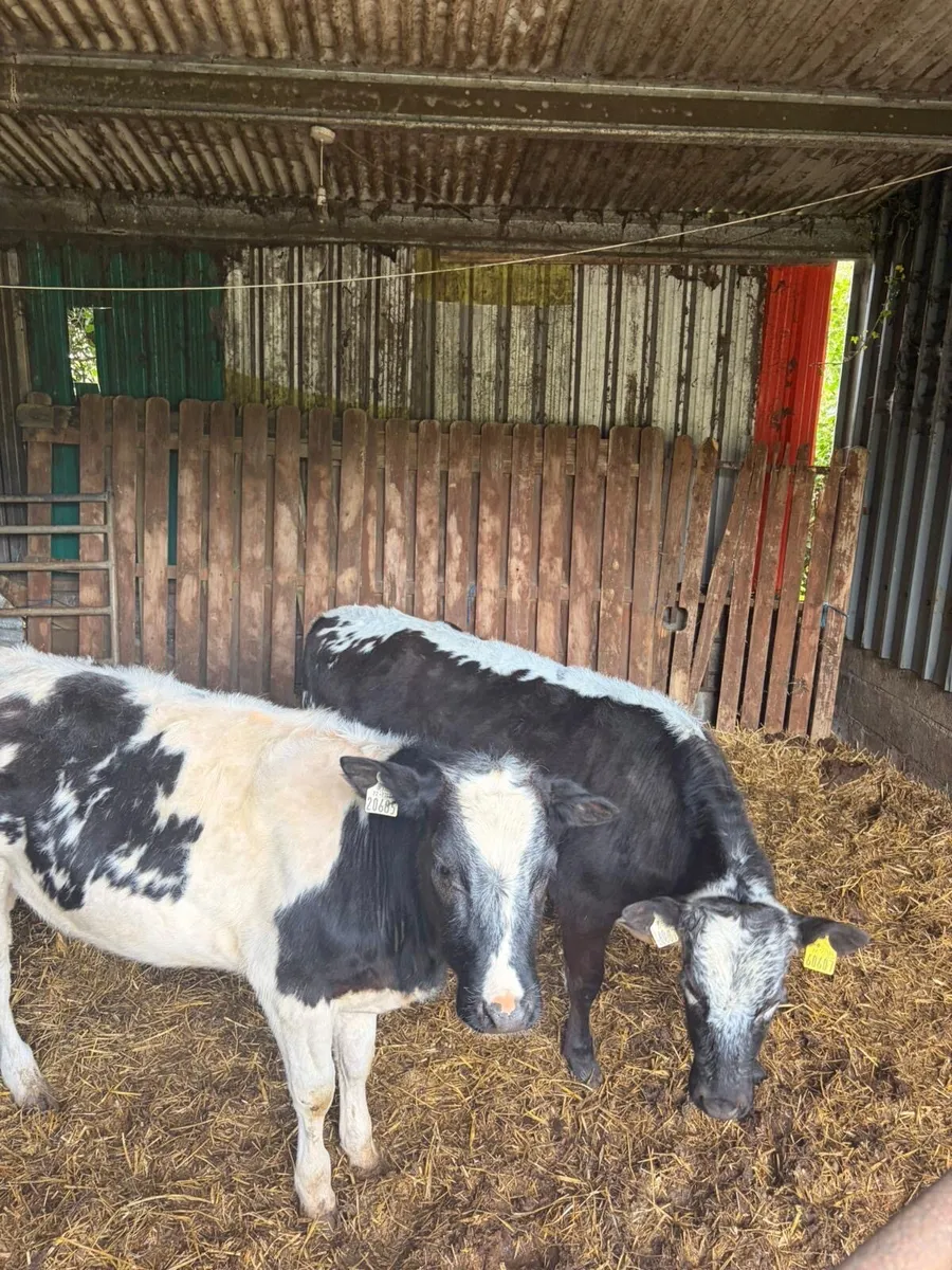 2 Blue Heifer Weanlings - Image 3