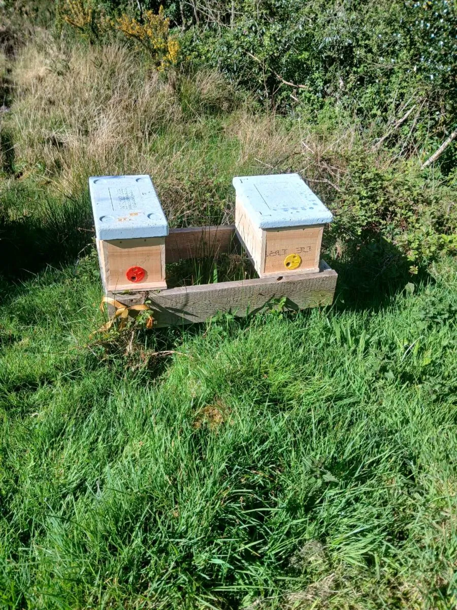 Bees - Image 1