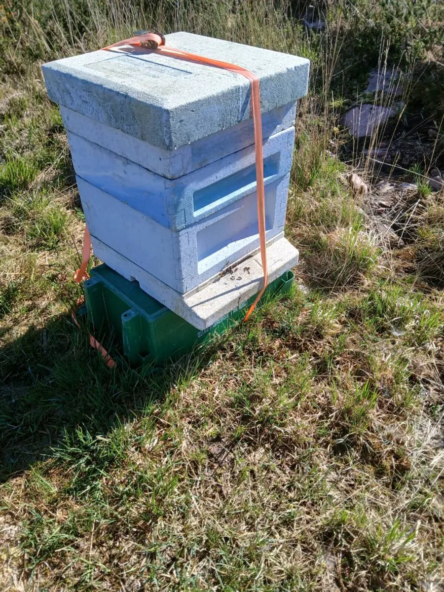 Bees - Image 2