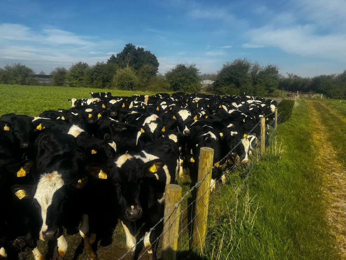 50 Maiden heifers - Image 1