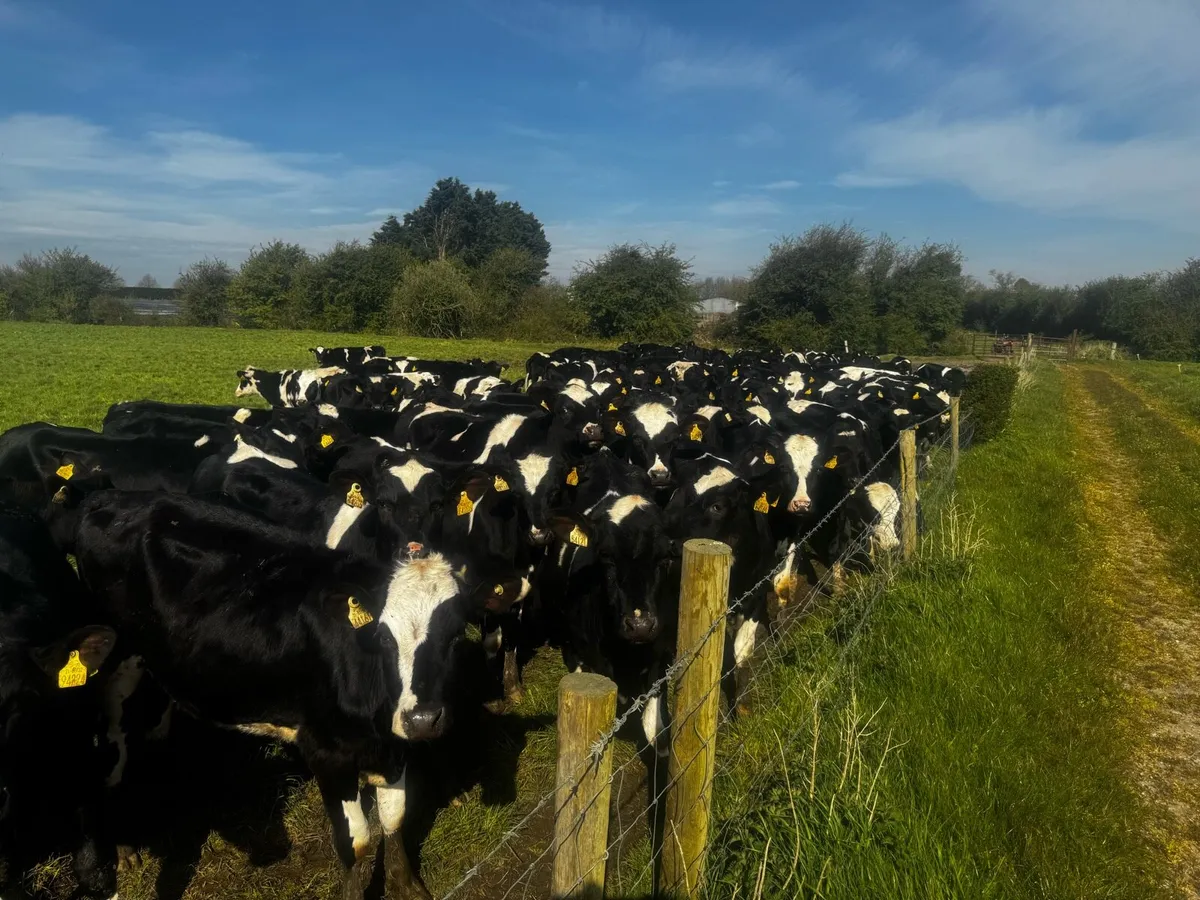 50 Maiden heifers - Image 2