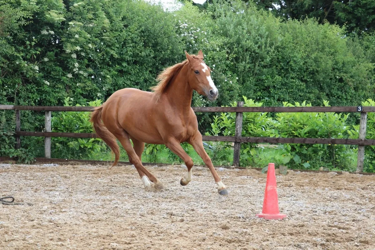 Kind & Brave 5yo Quarter Horse Mare - Image 2