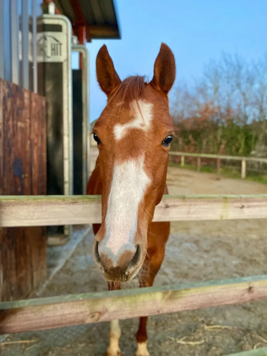 Kind & Brave 5yo Quarter Horse Mare - Image 1