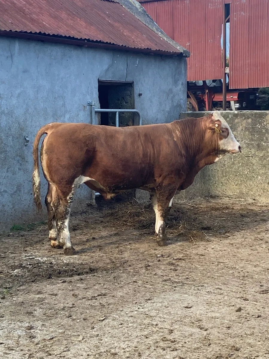 Pedigree Simmental bulls x4 - Image 2