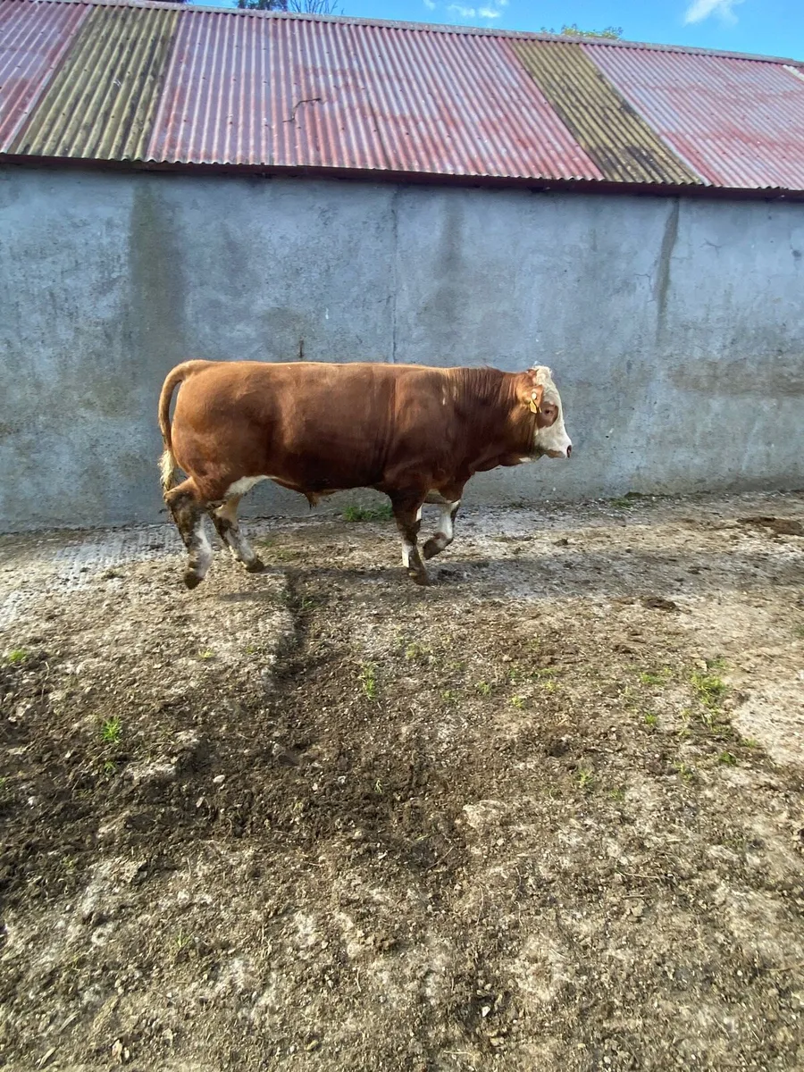 Pedigree Simmental bulls x4 - Image 3