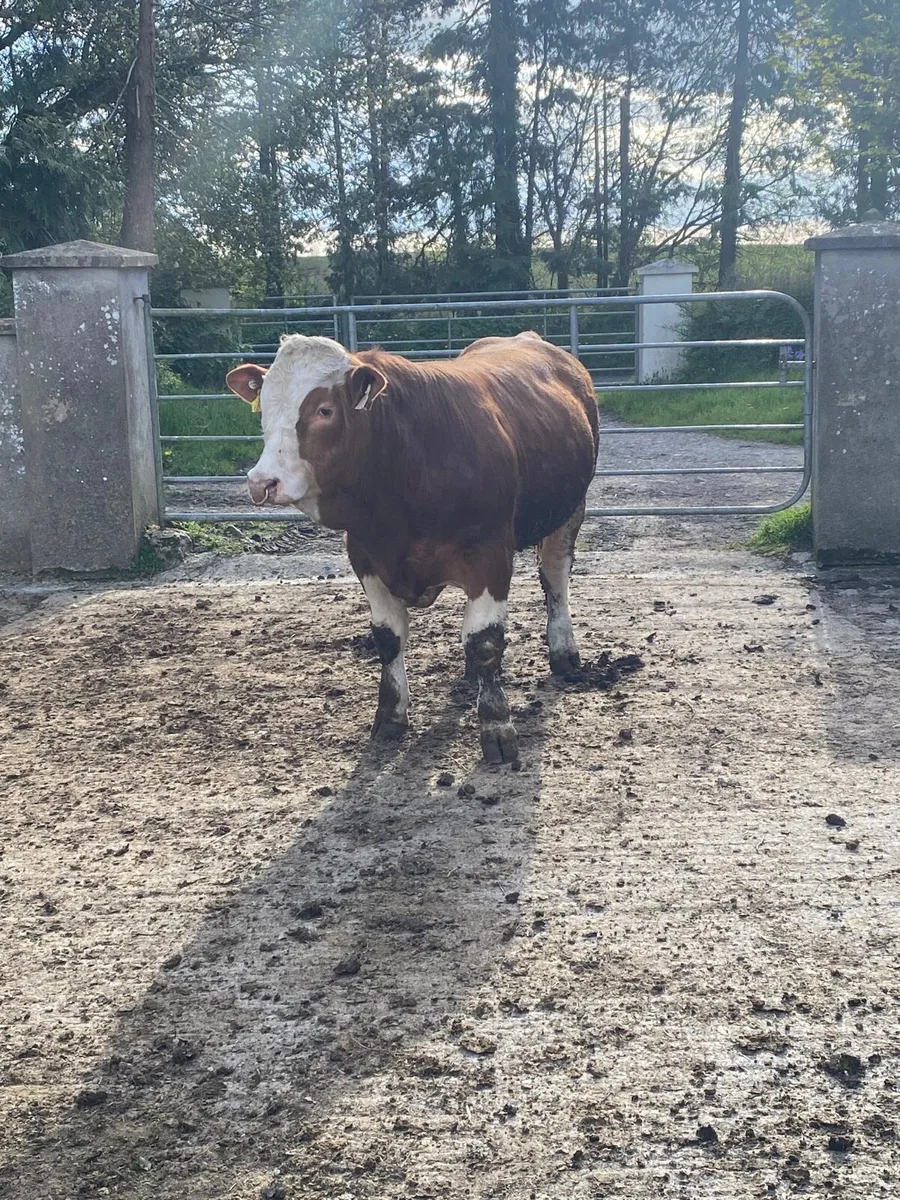 Pedigree Simmental bulls x4 - Image 4