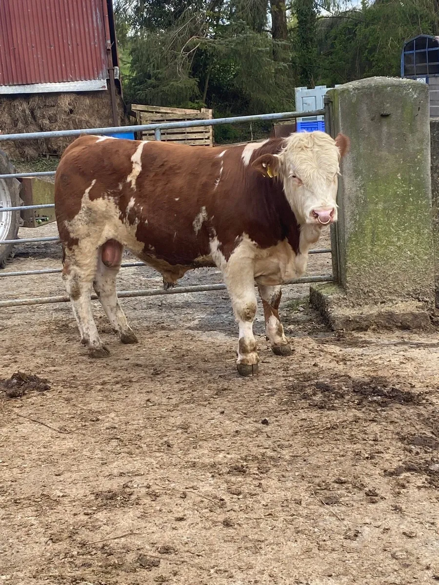 Pedigree Simmental bulls x4 - Image 1