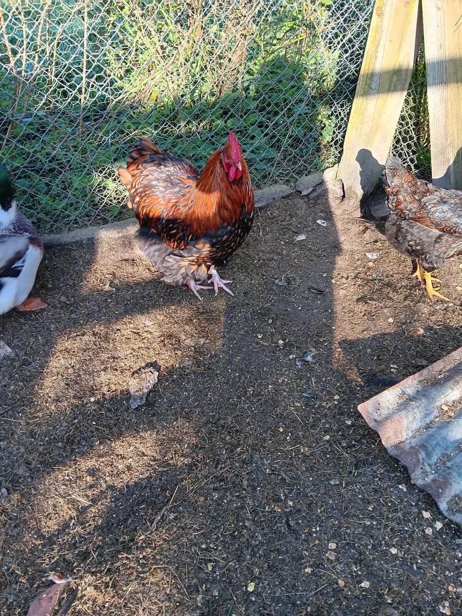 Cockerells - Image 3