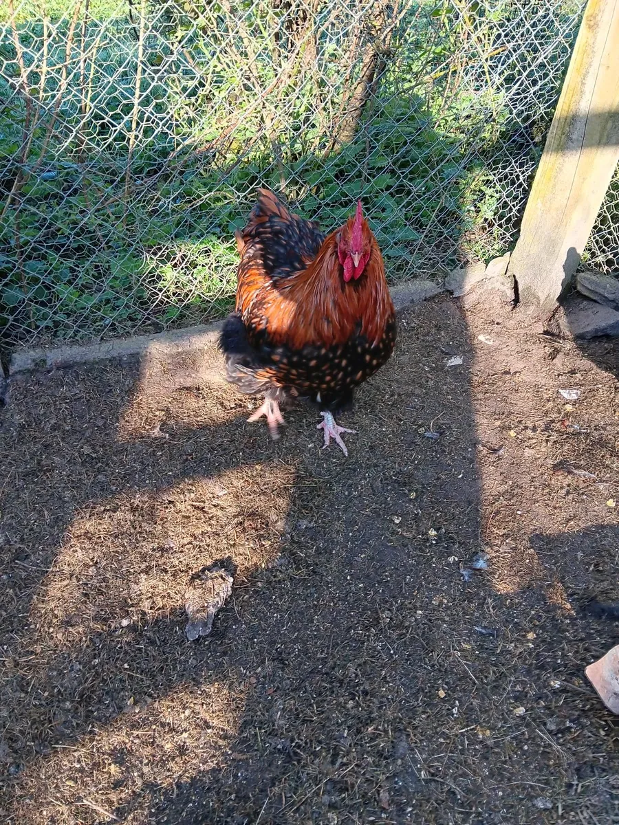 Cockerells - Image 4