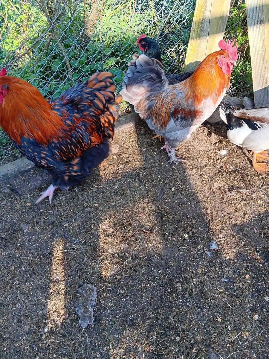 Cockerells - Image 1