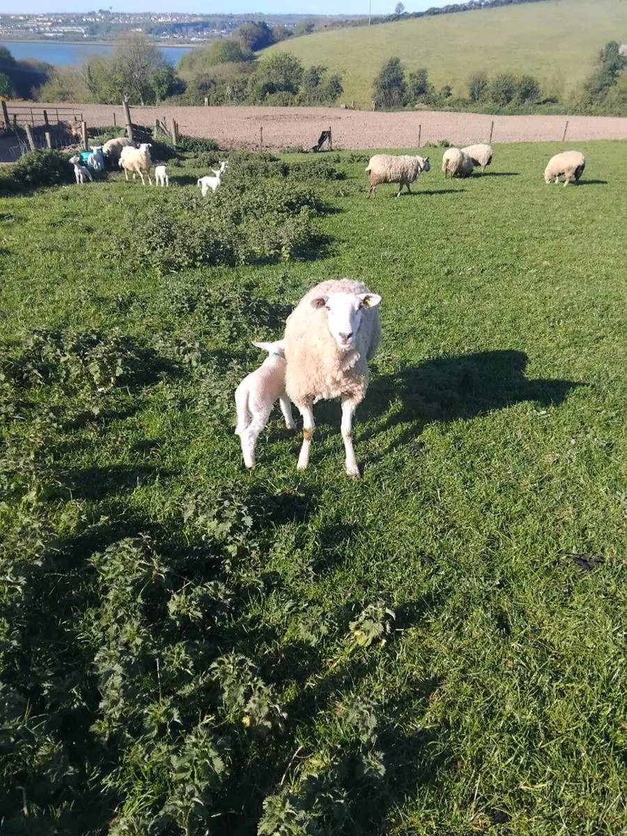 Ewes and lambs at foot - Image 1