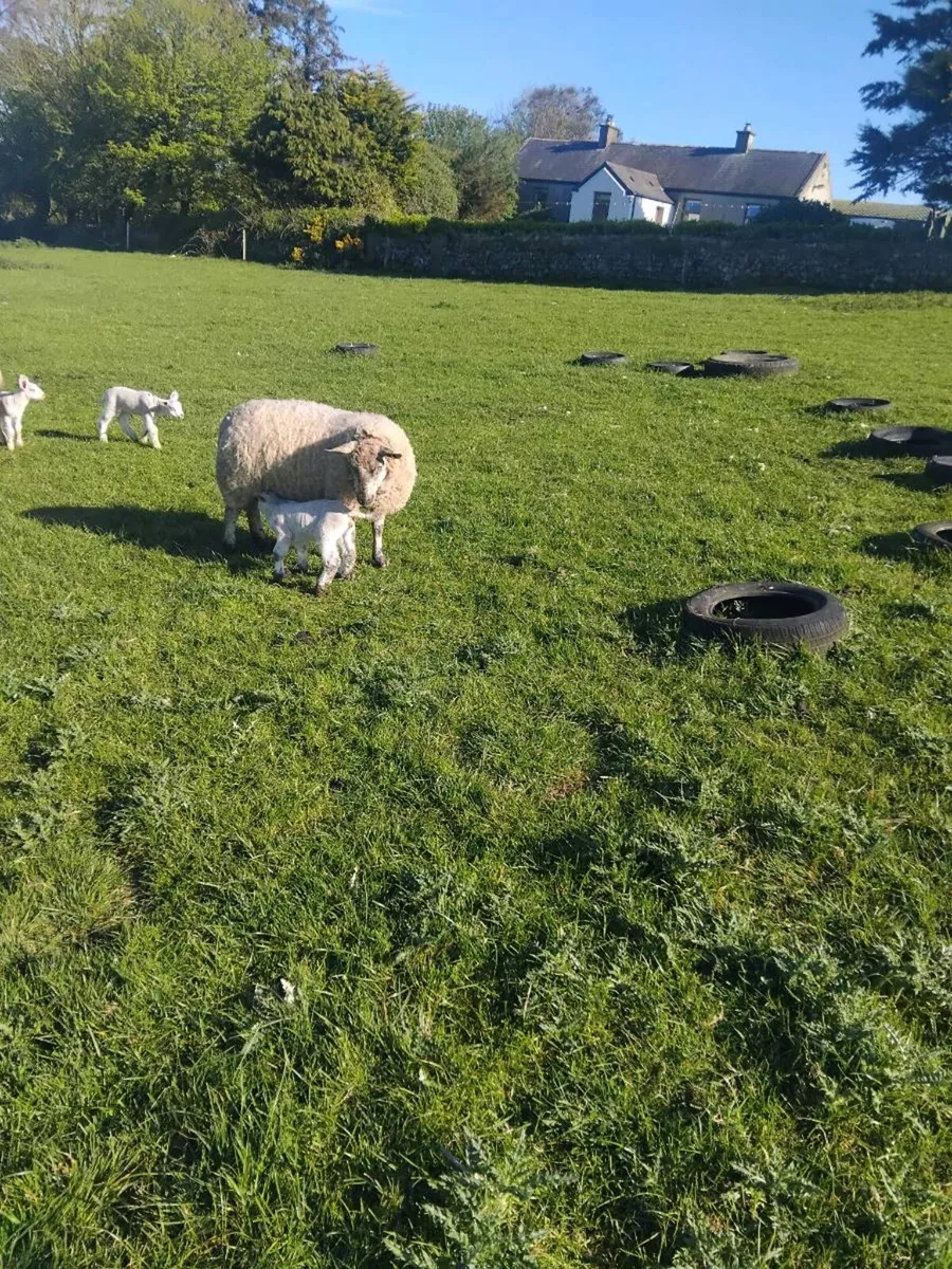 Ewes and lambs at foot - Image 2