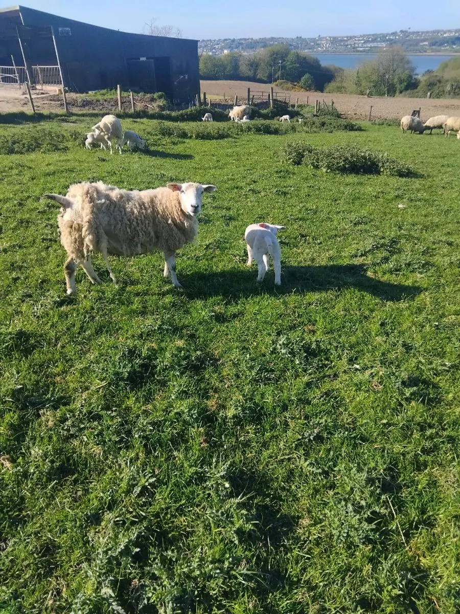 Ewes and lambs at foot - Image 3