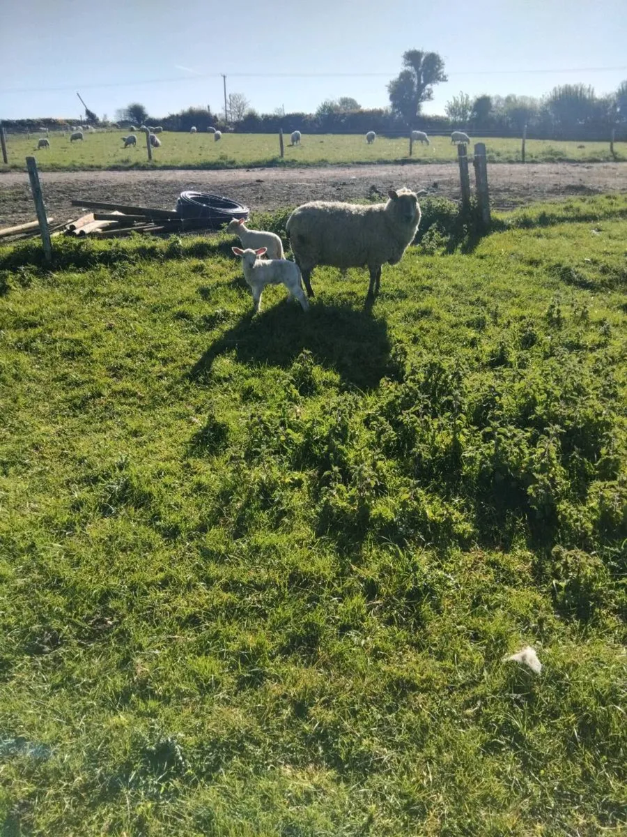 Ewes and lambs at foot - Image 4