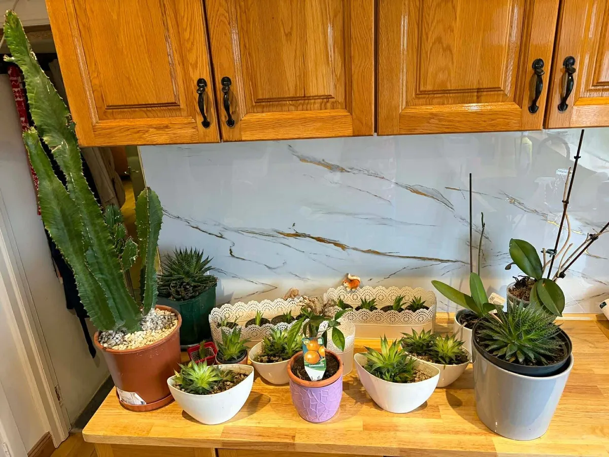 Indoor plants bundle - Image 1