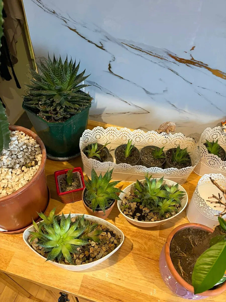 Indoor plants bundle - Image 4