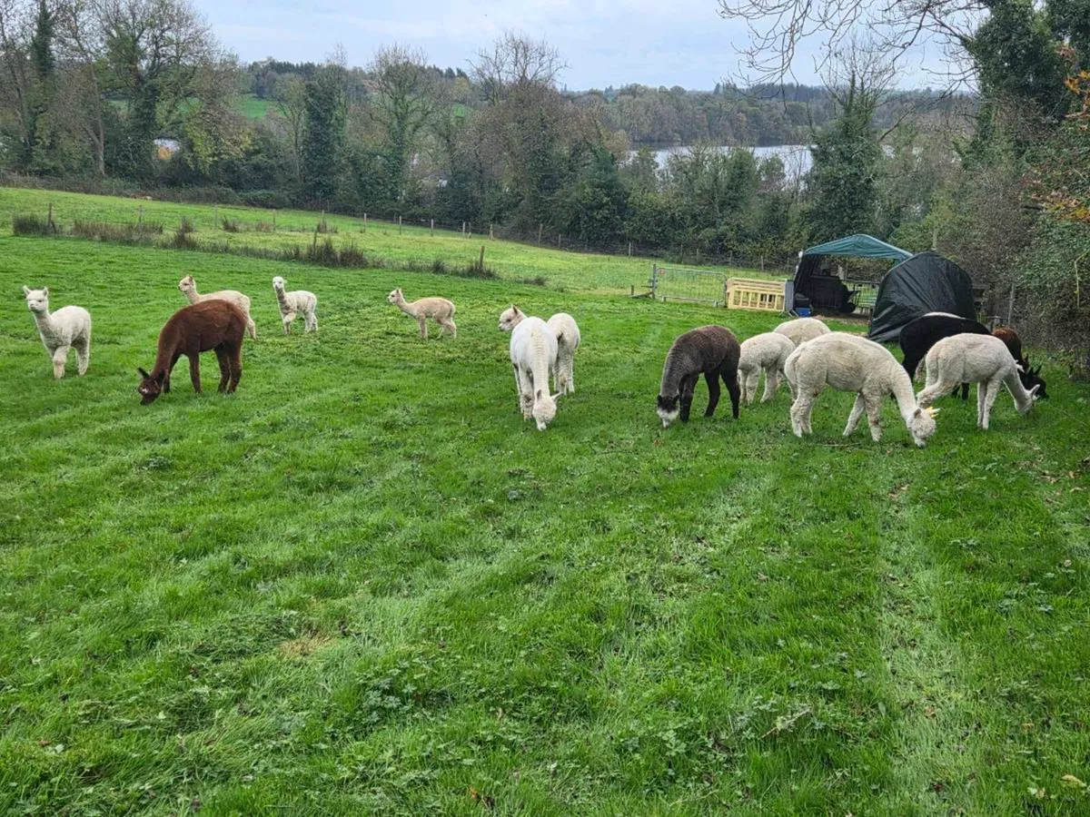 Alpaca Sales - Image 3