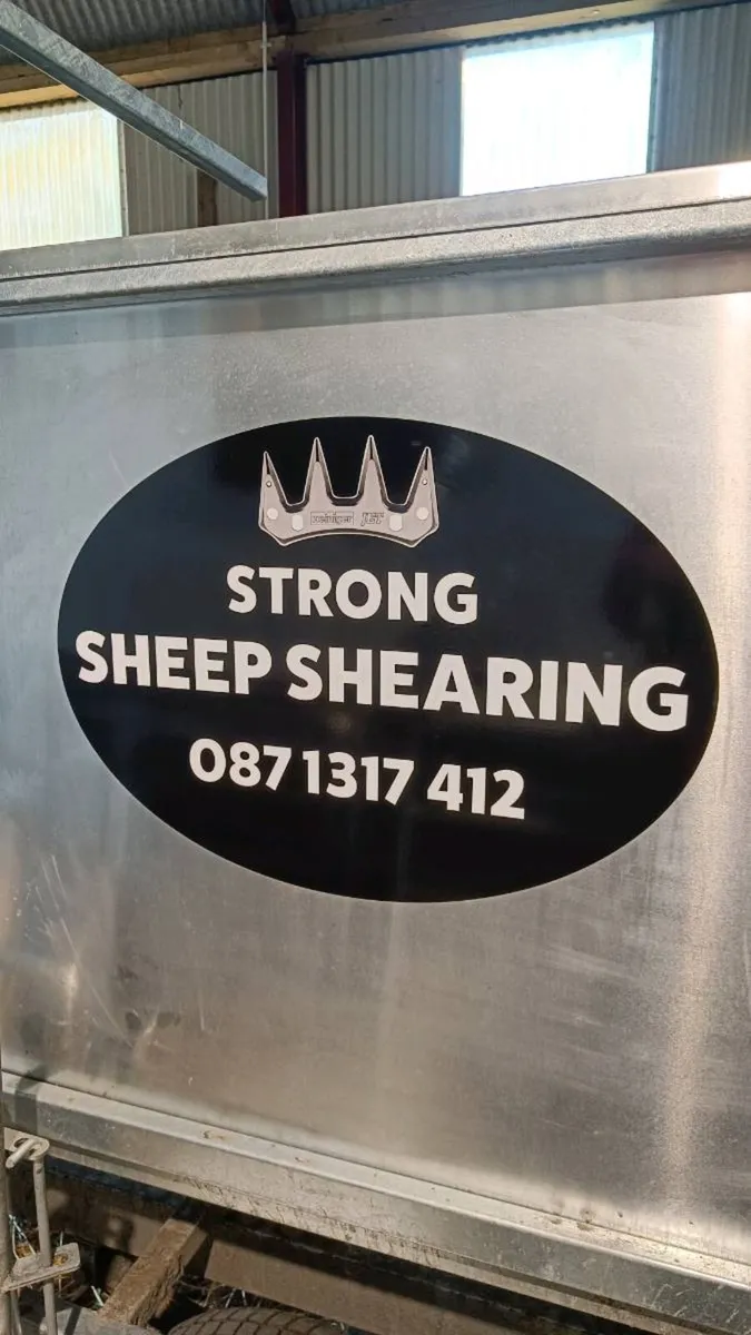 Sheep Shearing