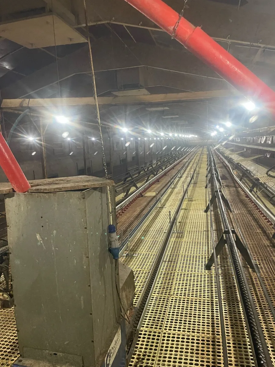 For sale 6000 laying hen equipment