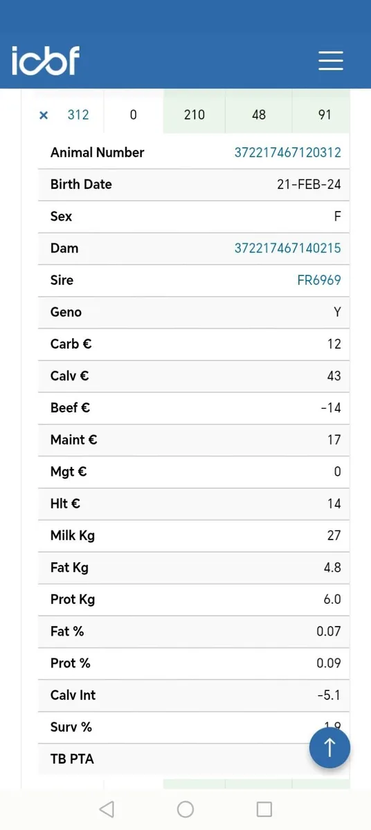 Incalf heifer - Image 2