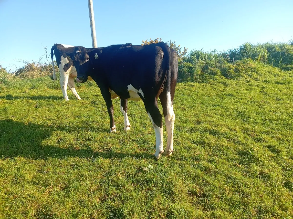 Incalf heifer - Image 4