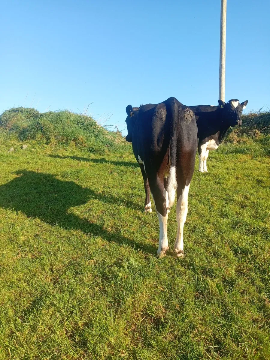 Incalf heifer - Image 3