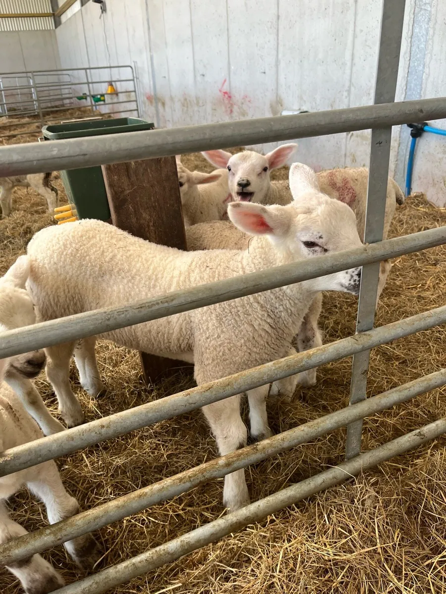 Pet lambs - Image 1