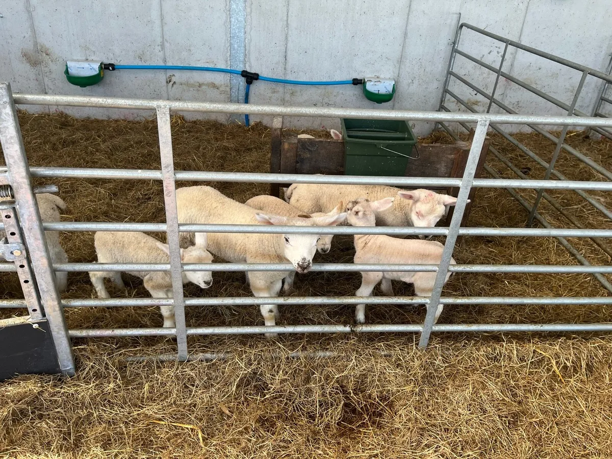 Pet lambs - Image 2