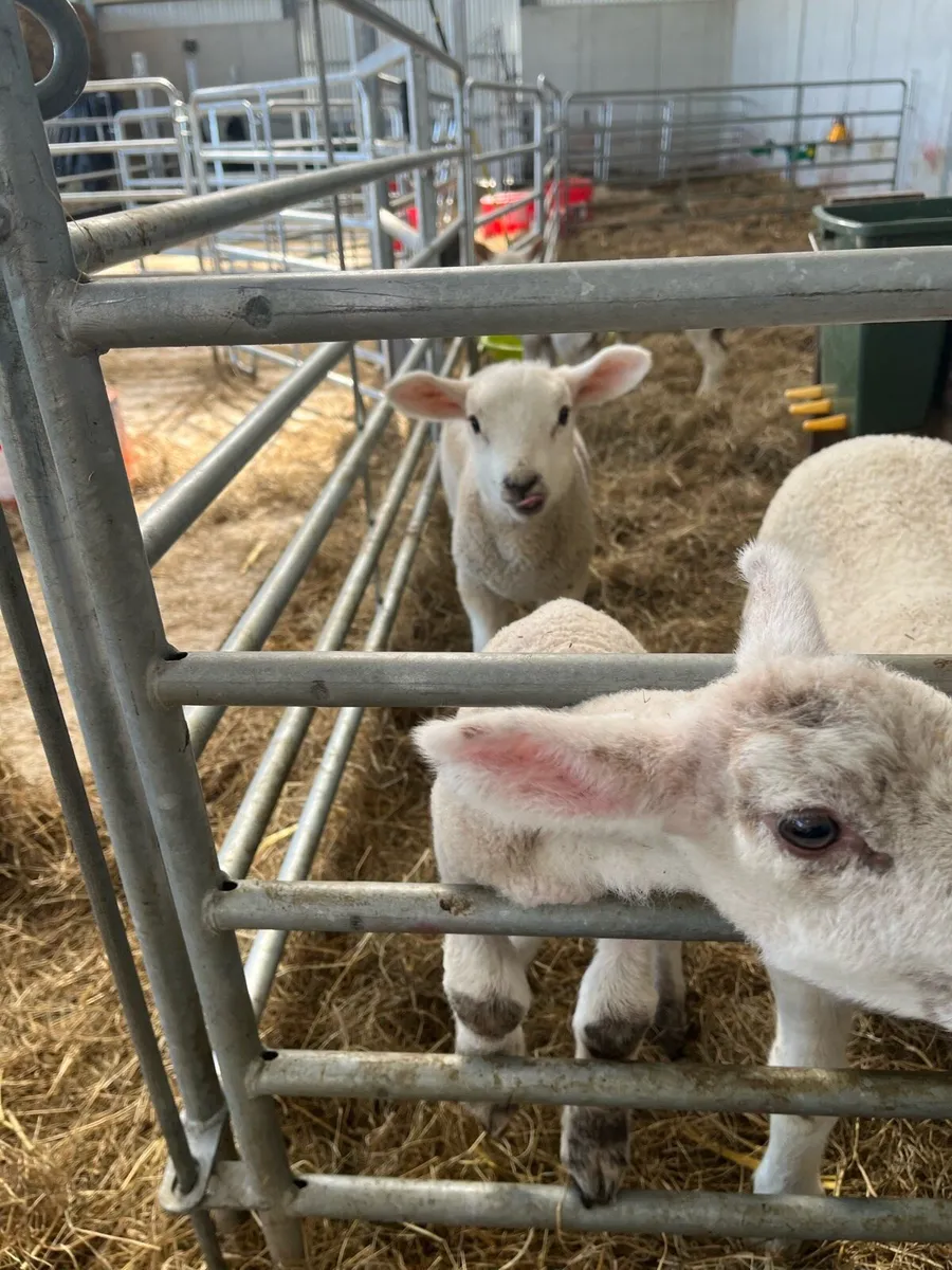 Pet lambs - Image 4